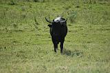 camargue (17)
